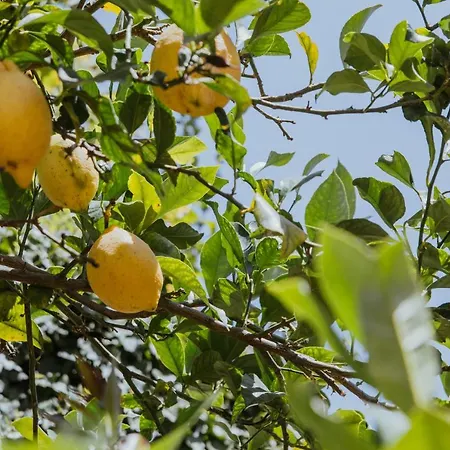 Lemon Tree 3*